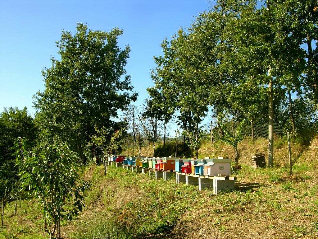 Agriturismo Angio Nel Cere Bracelli Экстерьер фото